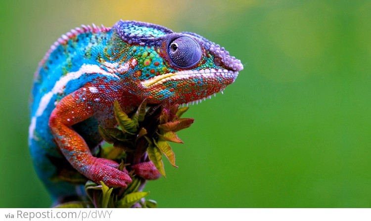 Colorful Chameleon