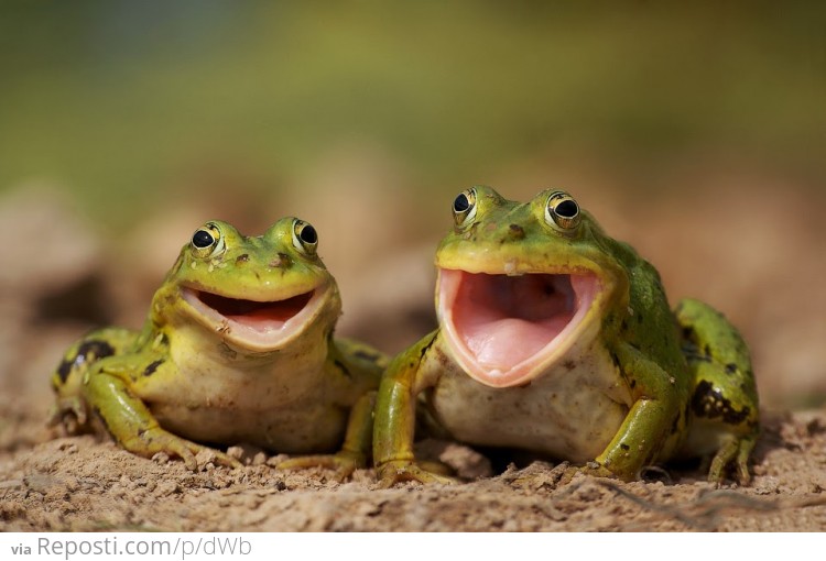 Happy Frogs