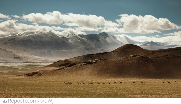 Tibetan Wild Horses