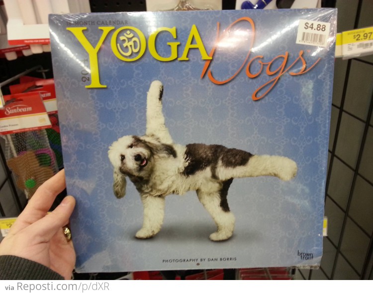 2014: Yoga Dogs