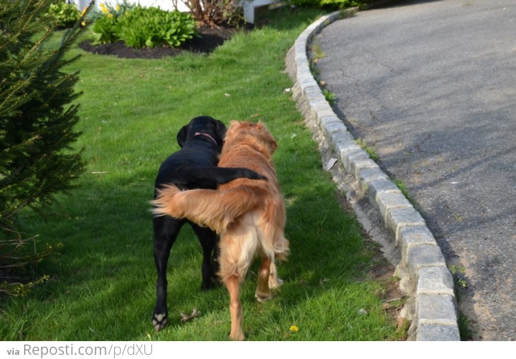 How Dogs Hold Hands