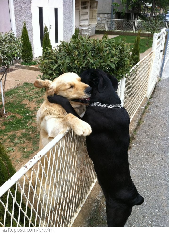 Dog Hug