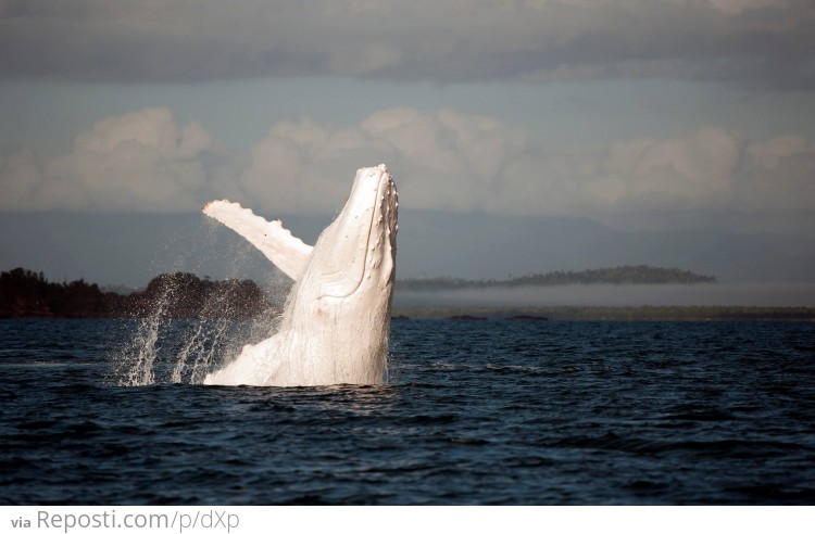 Albino Humpback Whale