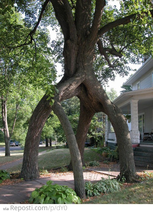 Tree Shaping