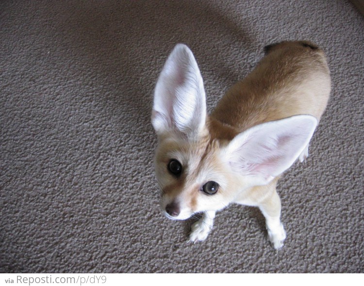 Fennec Fox