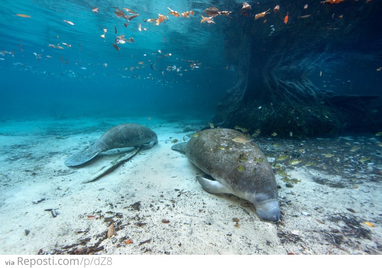 West Indian Manatees