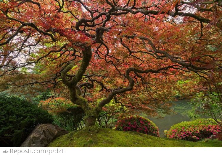 Portland's Japanese Maple