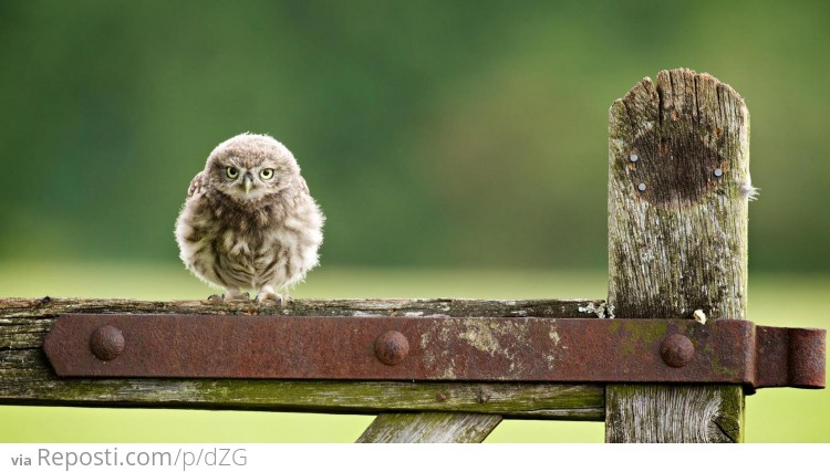 Hobbit Owl