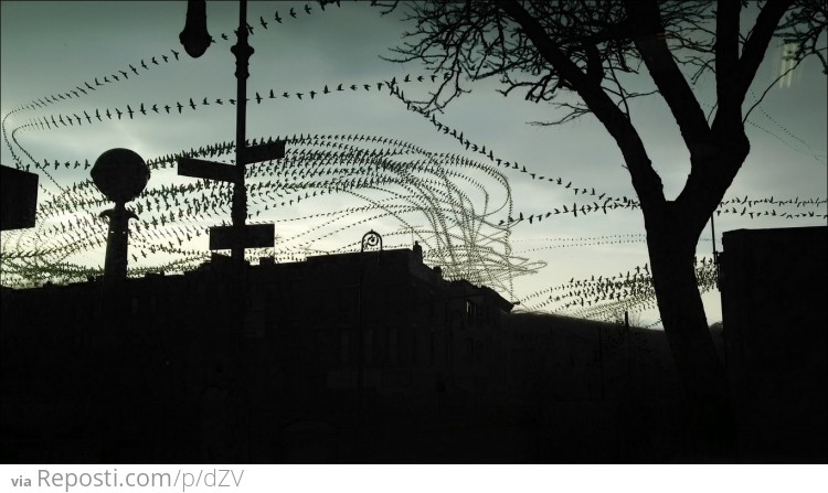 Birds Trails - Long-Exposure