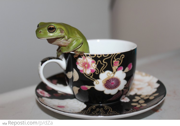 Frog In A tea Cup