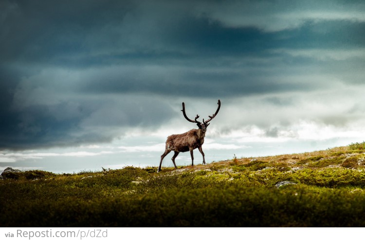 Reindeer