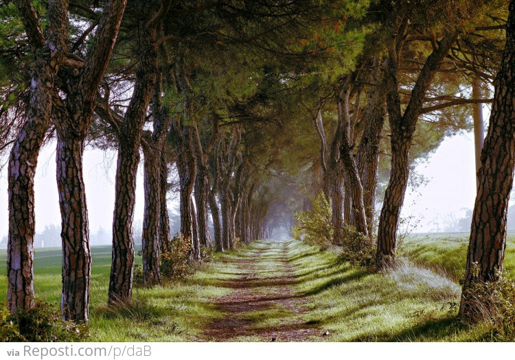 Tree-Lined Country