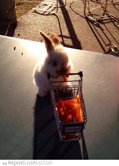 Bunny Going Carrot Shopping