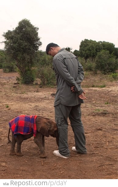 A Baby Elephant Nudges Yao Ming