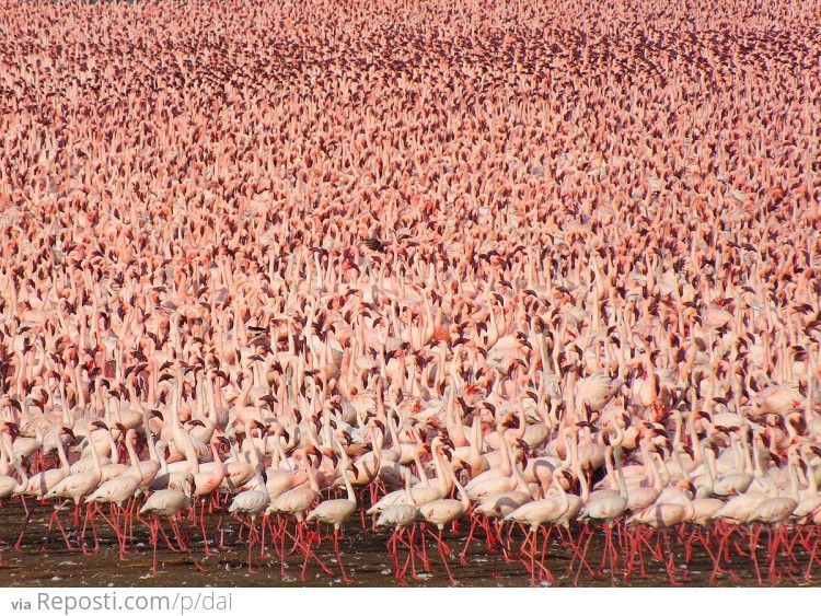 A Few Flamingos