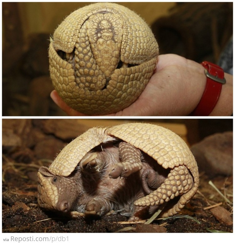 Armadillo