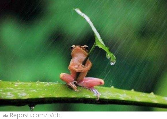 Froggy Umbrella