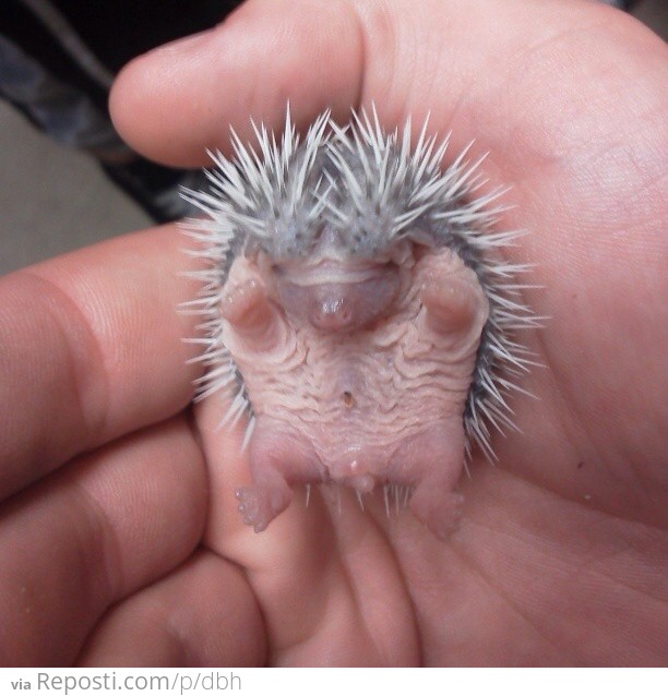 Baby Hedgehog