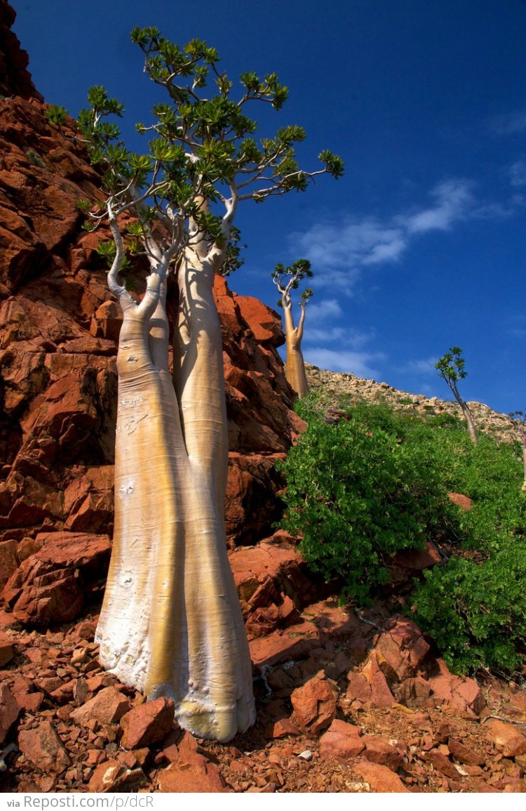 Cucumber Tree