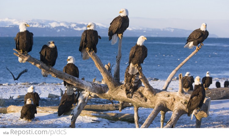 Flock of Bald Eagles