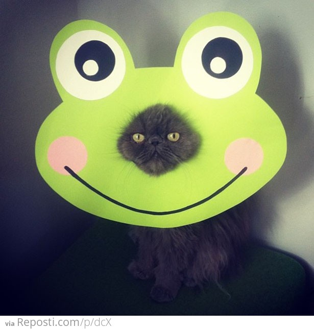 Frog-cat is not amused