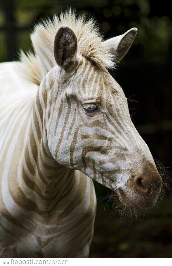 Zoe the Zebra