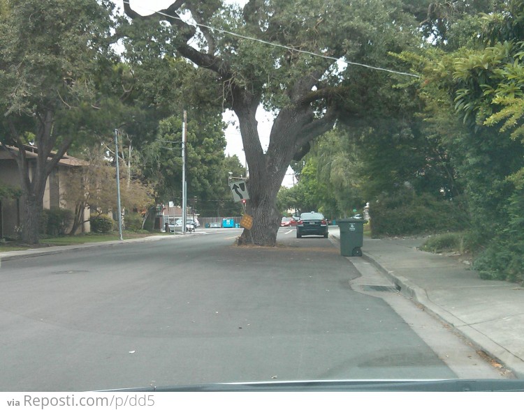 Tree In The Middle of the Road