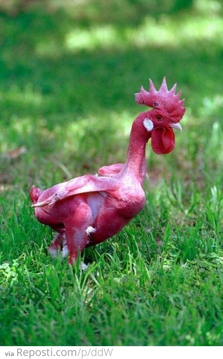 Featherless Rooster