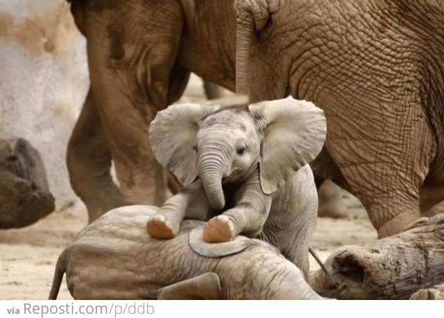 Baby Elephant