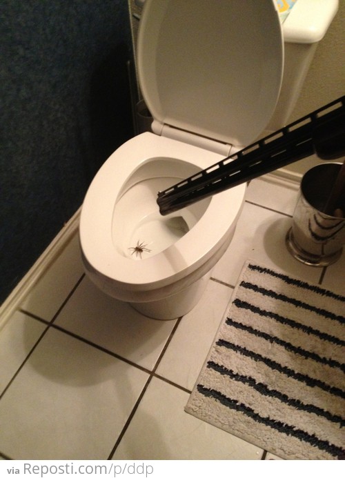 How to deal with a spider