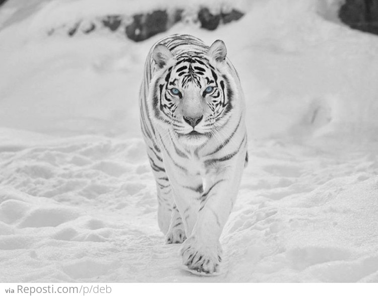 Siberian Snow Tiger