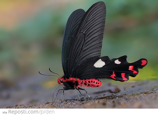 Great Windmill Butterfly