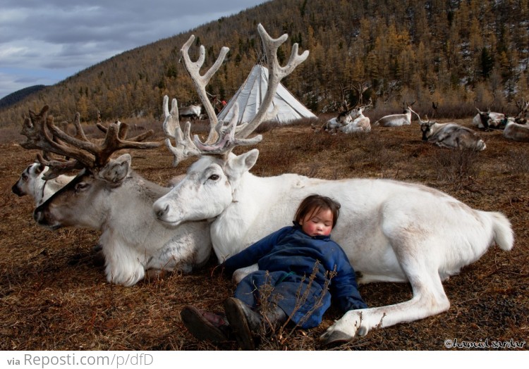 Reindeer Farm, Mongolia