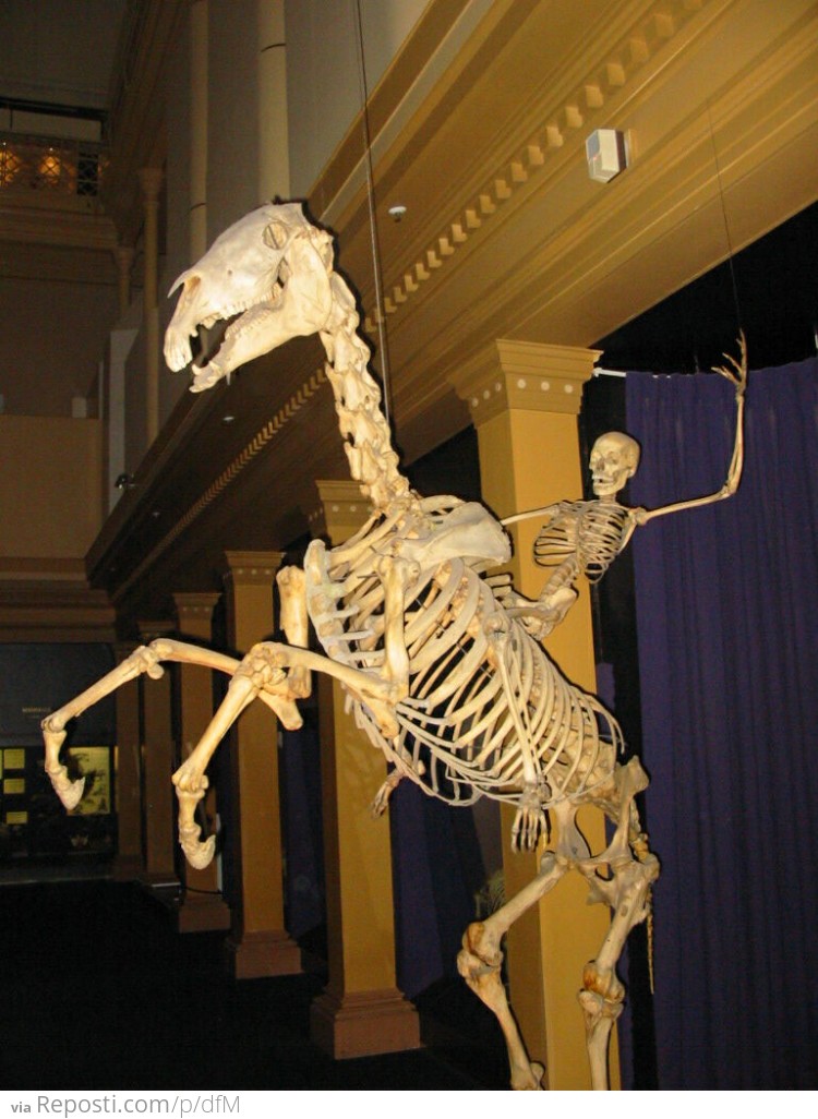 A Human Skeleton Riding A Horse Skeleton