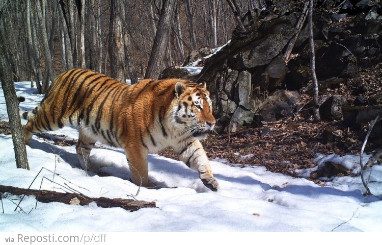 Siberian Tiger