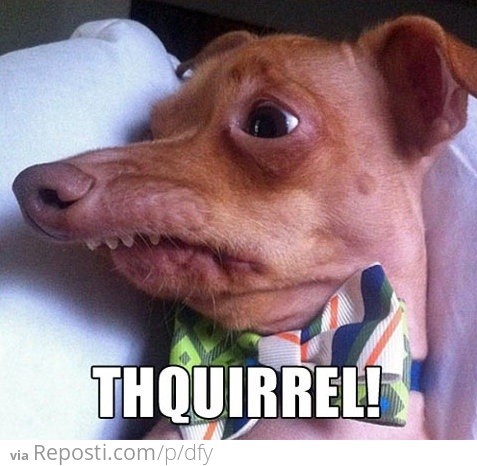 Thquirrel!