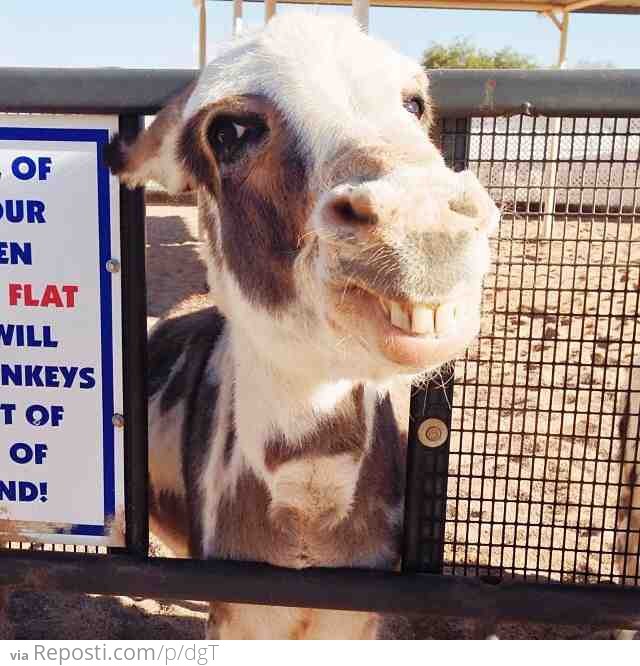 Smiling Donkey