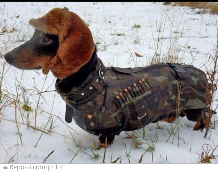 Military Mutt