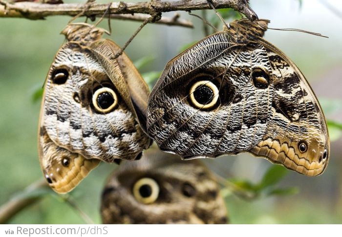 Owl Eyes or Butterflies?