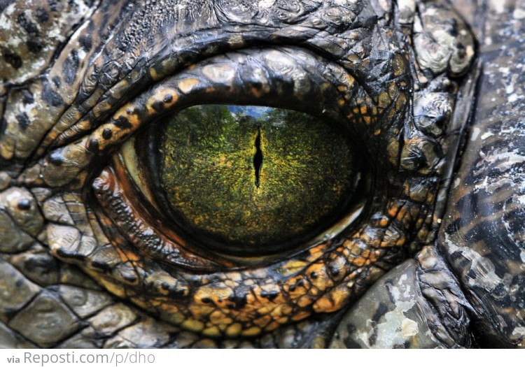 Crocodile Eye