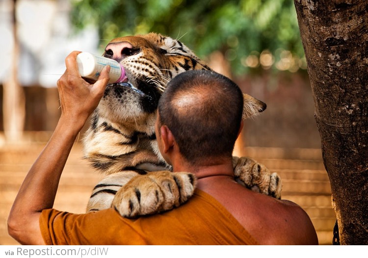 Monk Feeding A Three Year Old 350kg Male Tiger