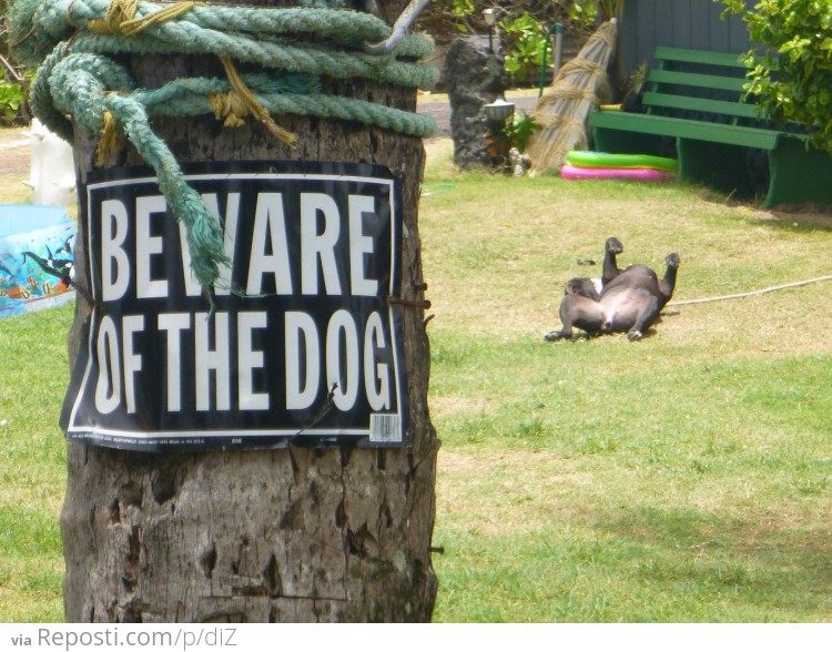 Beware of the Dog