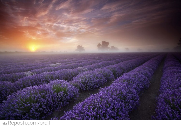 Lavender Field