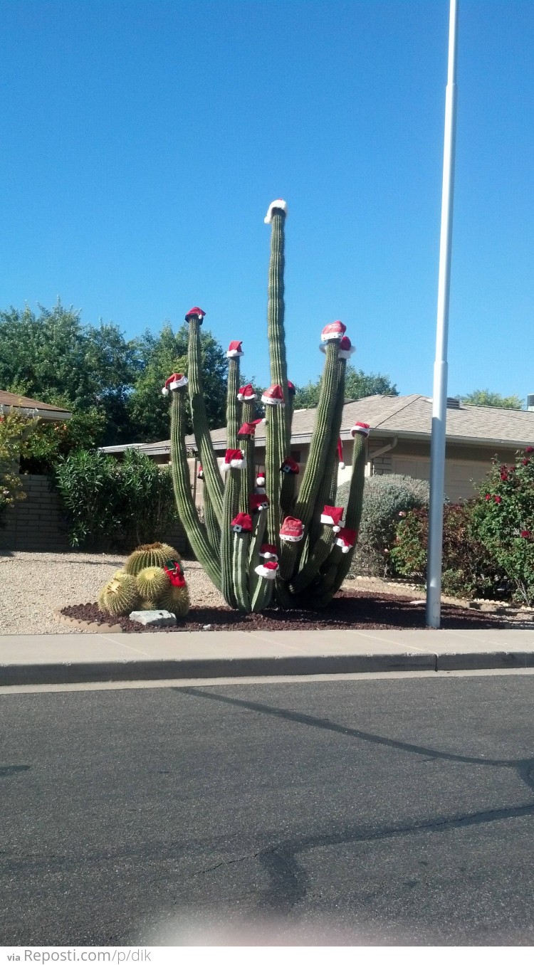 Christmas Spirit in Arizona