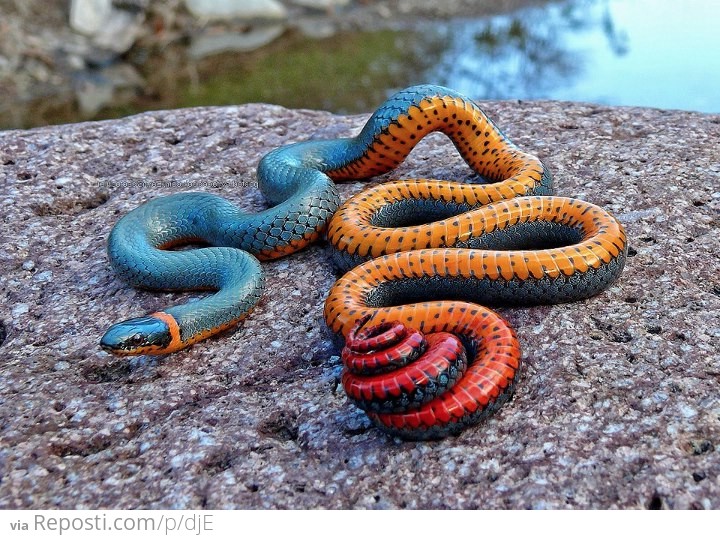 Ringneck Snake