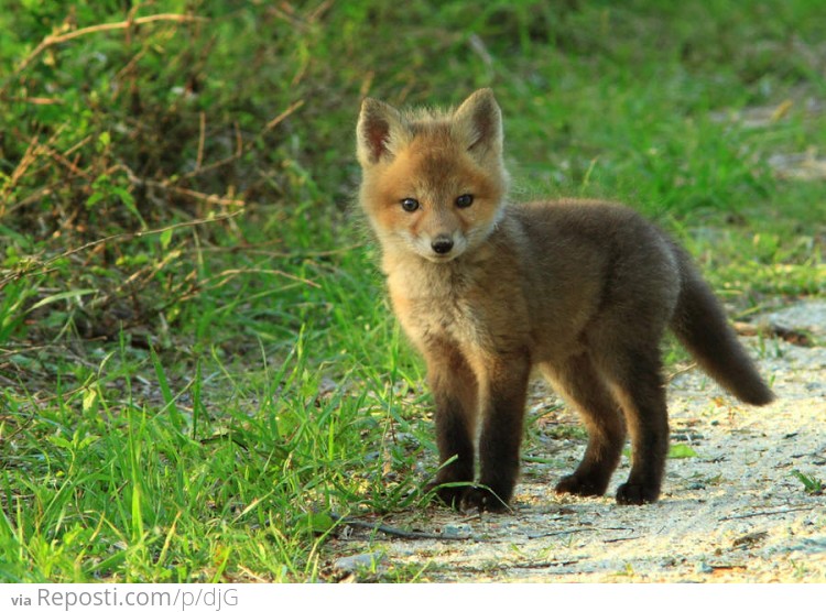 Baby Fox