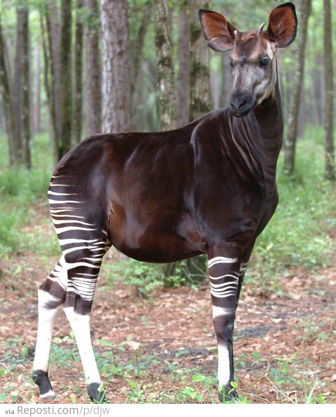 Okapi