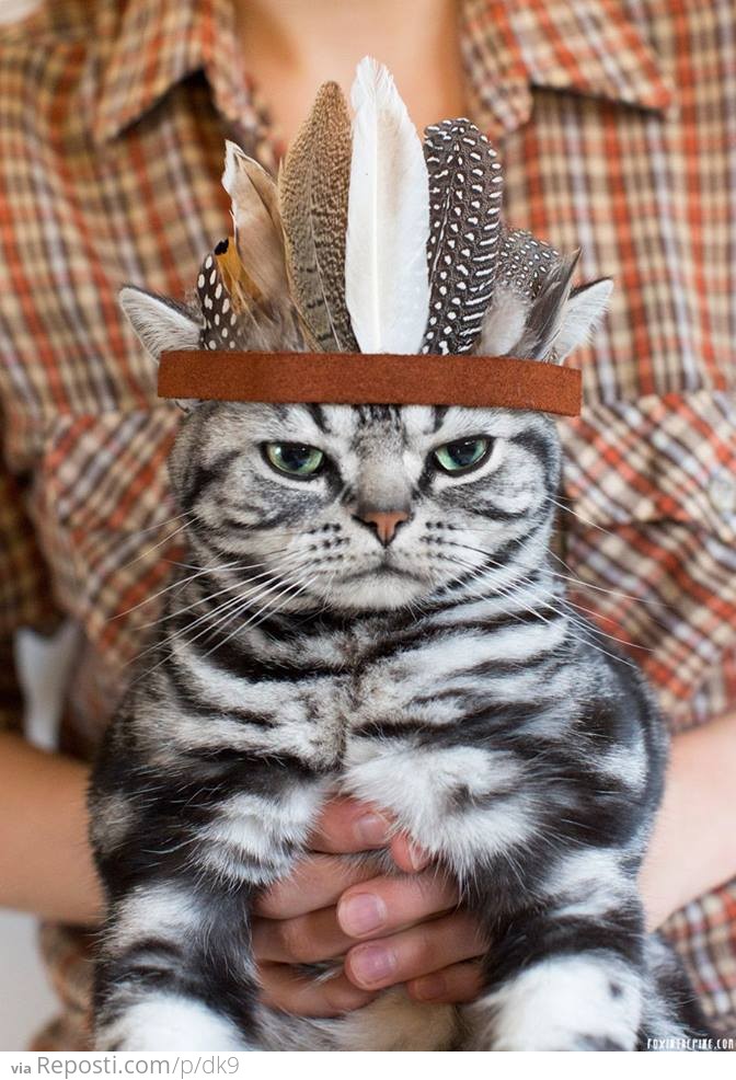 Native Cat