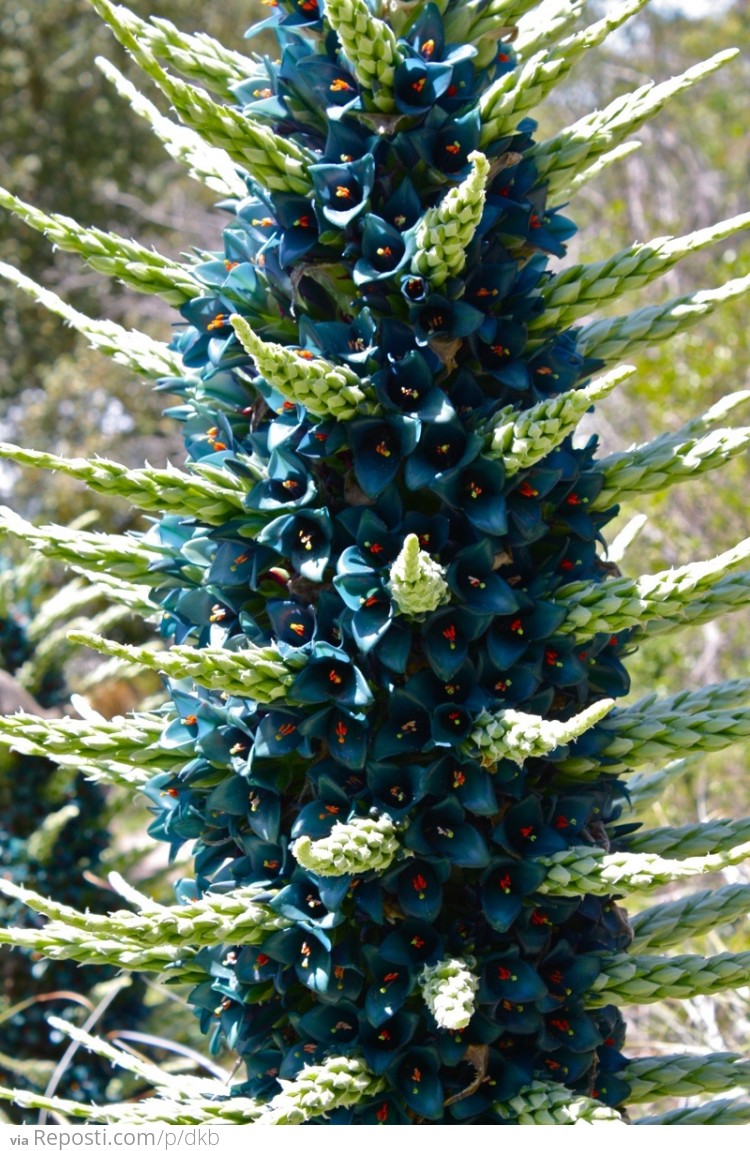 Blooming Puya Plant