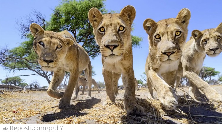 Lions in Botswana